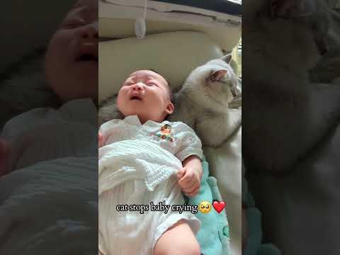 Baby Bus